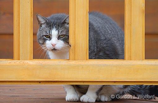 Fat Feline_22816.jpg - Ralph, a 10 kilo cat, trying to hide behind a way too thin porch railing. Photographed near Lindsay, Ontario Canada.